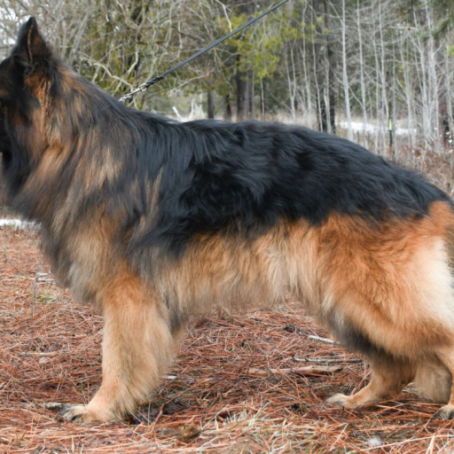 Tiltonhaus Puppies 5